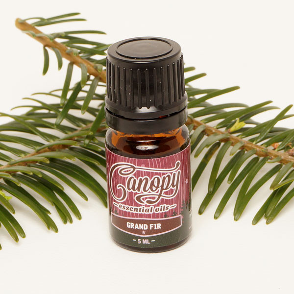 Grand Fir Essential Oil Oregon Heartwood