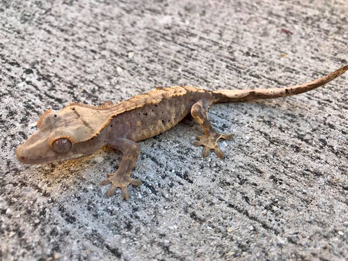 Crested Gecko for sale (Correlophus ciliatus) - CB3