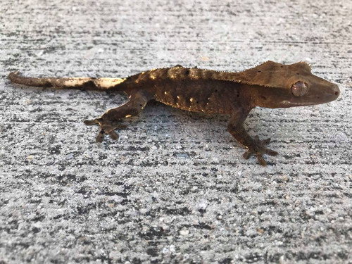 Crested Gecko for sale (Correlophus ciliatus) - CB1