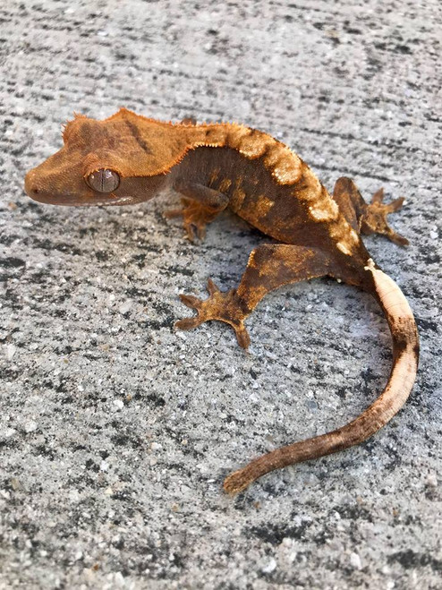 Crested Gecko for sale (Correlophus ciliatus) - CA3