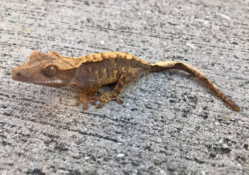 Crested Gecko for sale (Correlophus ciliatus) - CA2