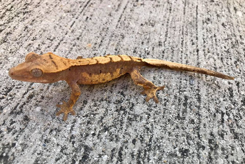 Crested Gecko for sale (Correlophus ciliatus) - BB3