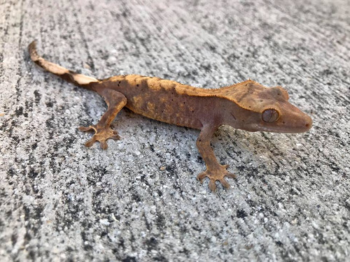 Crested Gecko for sale (Correlophus ciliatus) - BA3