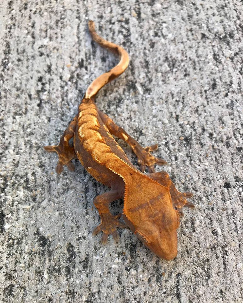 Crested Gecko for sale (Correlophus ciliatus) - BA2