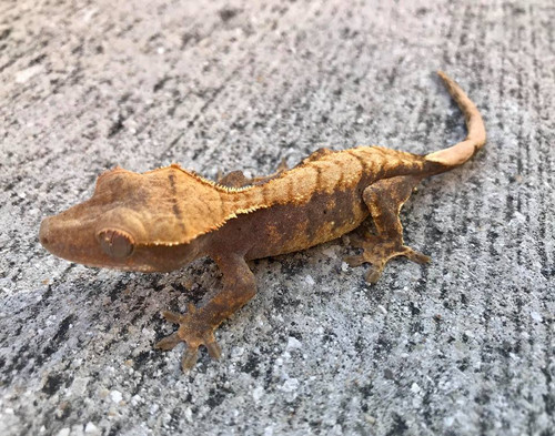 Crested Gecko for sale (Correlophus ciliatus) - BA1