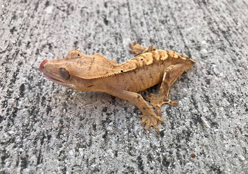 Crested Gecko for sale (Correlophus ciliatus) - AB2