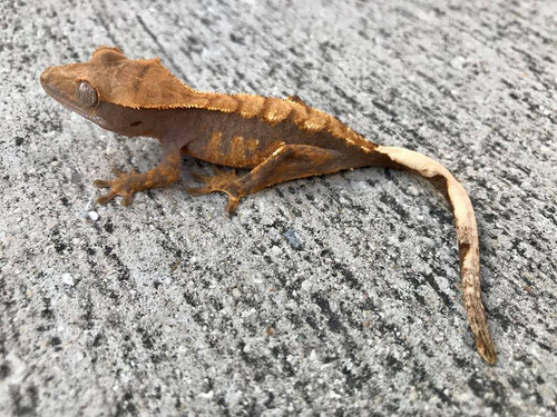 Crested Gecko for sale (Correlophus ciliatus) - AB1