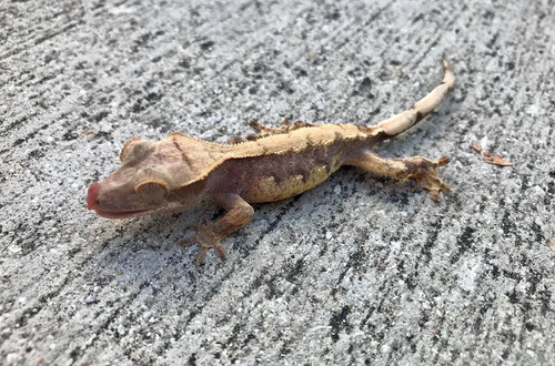 Crested Gecko for sale (Correlophus ciliatus) - AA3