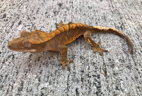 Crested Gecko for sale (Correlophus ciliatus) - AA2