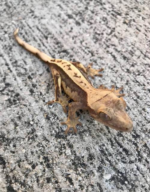 Crested Gecko for sale (Correlophus ciliatus) - QA2