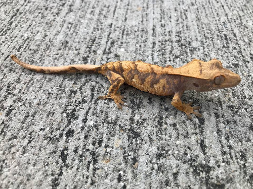 Crested Gecko for sale (Correlophus ciliatus) - QB2