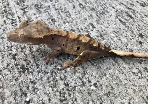 Crested Gecko for sale (Correlophus ciliatus) - QC2