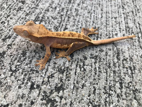 Crested Gecko for sale (Correlophus ciliatus) - QC1