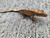 Crested Gecko for sale (Correlophus ciliatus) - CA1