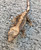 Crested Gecko for sale (Correlophus ciliatus) - CB3