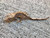 Crested Gecko for sale (Correlophus ciliatus) - CB3