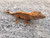 Crested Gecko for sale (Correlophus ciliatus) - CB2