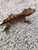Crested Gecko for sale (Correlophus ciliatus) - CB1