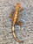 Crested Gecko for sale (Correlophus ciliatus) - CA2