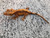 Crested Gecko for sale (Correlophus ciliatus) - BB1