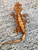 Crested Gecko for sale (Correlophus ciliatus) - BB1