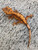 Crested Gecko for sale (Correlophus ciliatus) - BB1