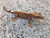Crested Gecko for sale (Correlophus ciliatus) - BA3