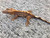 Crested Gecko for sale (Correlophus ciliatus) - BA3