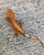 Crested Gecko for sale (Correlophus ciliatus) - BA2