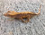 Crested Gecko for sale (Correlophus ciliatus) - BA1