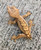 Crested Gecko for sale (Correlophus ciliatus) - AB2