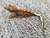 Crested Gecko for sale (Correlophus ciliatus) - AB1