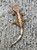 Crested Gecko for sale (Correlophus ciliatus) - AA3