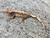 Crested Gecko for sale (Correlophus ciliatus) - AA3