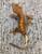 Crested Gecko for sale (Correlophus ciliatus) - AA2