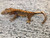 Crested Gecko for sale (Correlophus ciliatus) - AA2