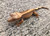 Crested Gecko for sale (Correlophus ciliatus) - AA1
