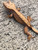 Crested Gecko for sale (Correlophus ciliatus) - AA1