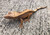 Crested Gecko for sale (Correlophus ciliatus) - AA1