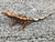 Crested Gecko for sale (Correlophus ciliatus) - QA1