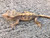 Crested Gecko for sale (Correlophus ciliatus) - QB1