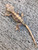 Crested Gecko for sale (Correlophus ciliatus) - QB1