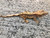 Crested Gecko for sale (Correlophus ciliatus) - QA2