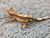 Crested Gecko for sale (Correlophus ciliatus) - QA2
