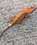 Crested Gecko for sale (Correlophus ciliatus) - QA3