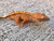 Crested Gecko for sale (Correlophus ciliatus) - QA3