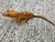 Crested Gecko for sale (Correlophus ciliatus) - QB3