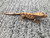 Crested Gecko for sale (Correlophus ciliatus) - QB2