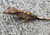 Crested Gecko for sale (Correlophus ciliatus) - QC2