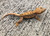 Crested Gecko for sale (Correlophus ciliatus) - QC1